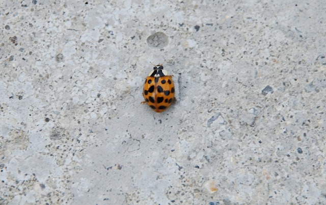 Coccinellidae: Harmonia axyridis al Brennero
